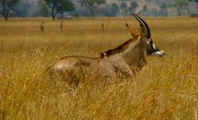 Ruma National Park