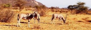 Sibiloi National Park
