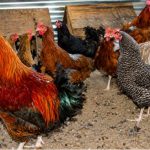 Chicken kept for profit
