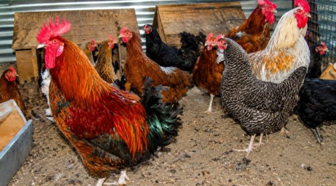 Chicken kept for profit