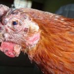 Fowl Pox (dry form). A common chicken disease