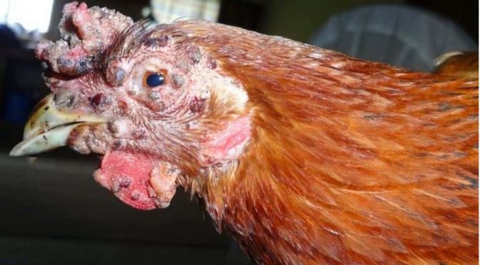 Fowl Pox (dry form). A common chicken disease